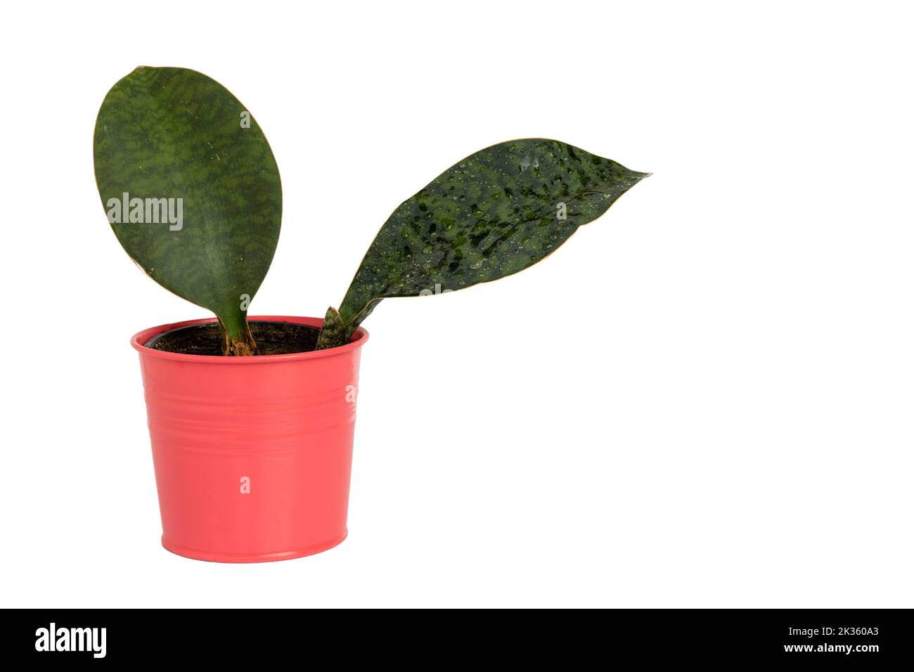 Snake plant whale fin in a pink pot on isolated white background Stock Photo