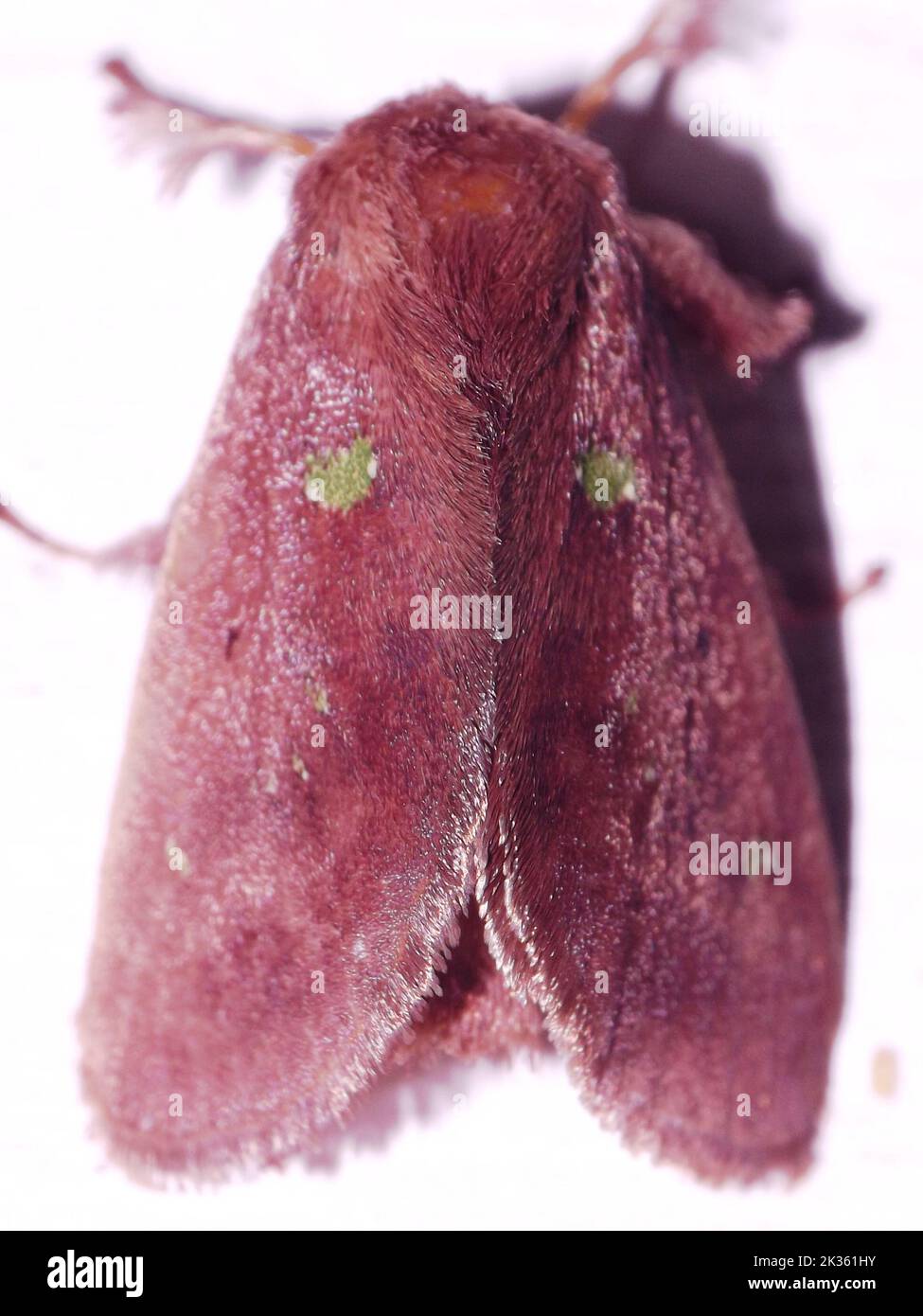 Cup Moth (family Limocodidae) indeterminate species isolated on a white background from the jungle of Belize Stock Photo