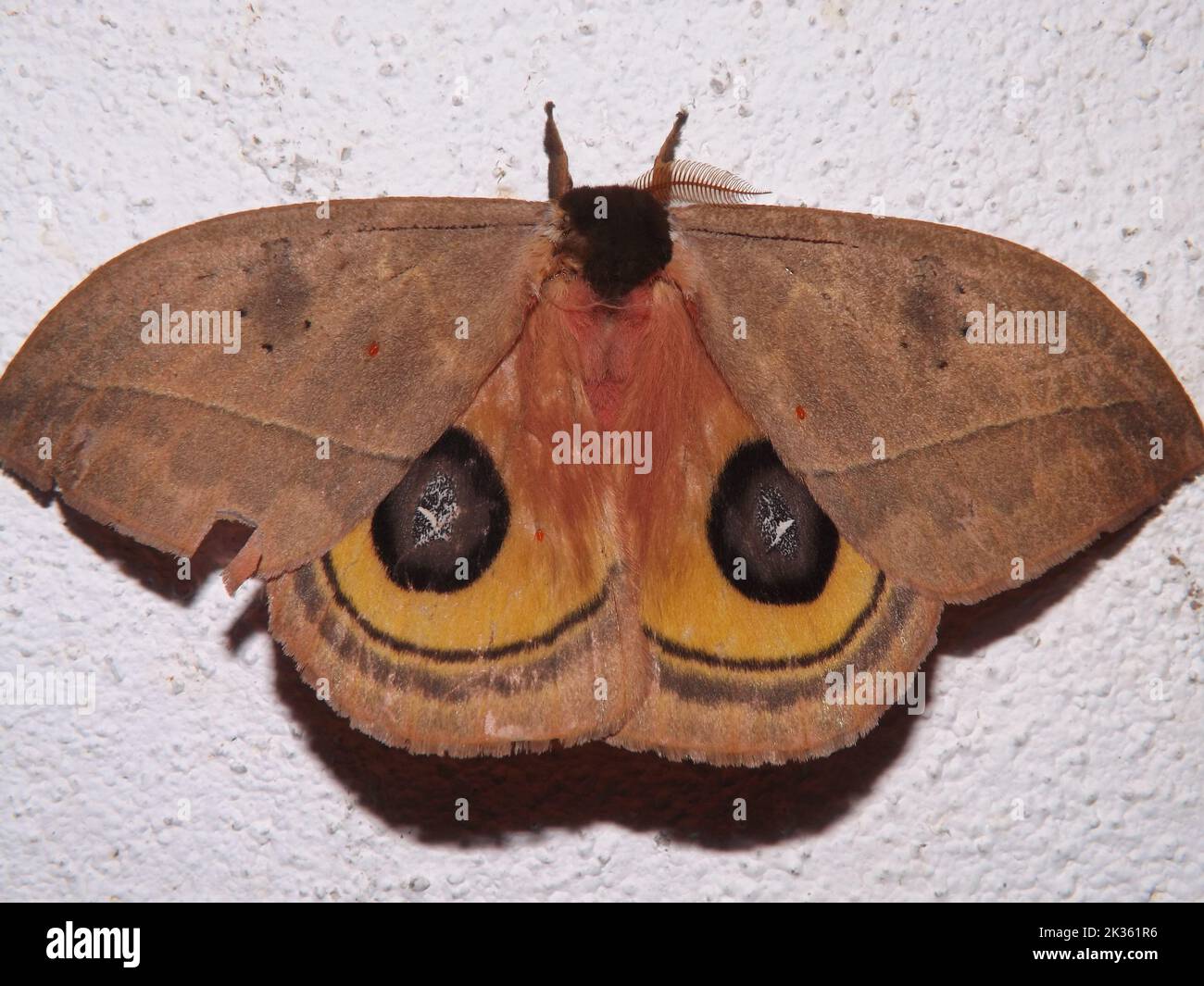 Saturniid moth (family Saturniidae) Hemileucinae - Automeris species ...