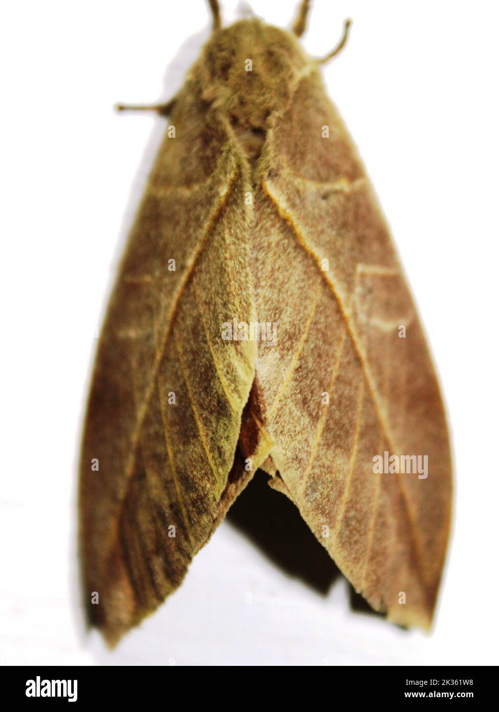 Saturniid moth (family Saturniidae) Hemileucinae - Automeris species isolated on a white background from the jungle of Belize Stock Photo