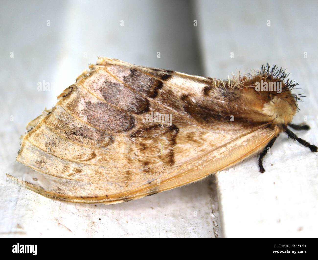 Saturniid moth (family Saturniidae) indeterminate species isolated on a ...