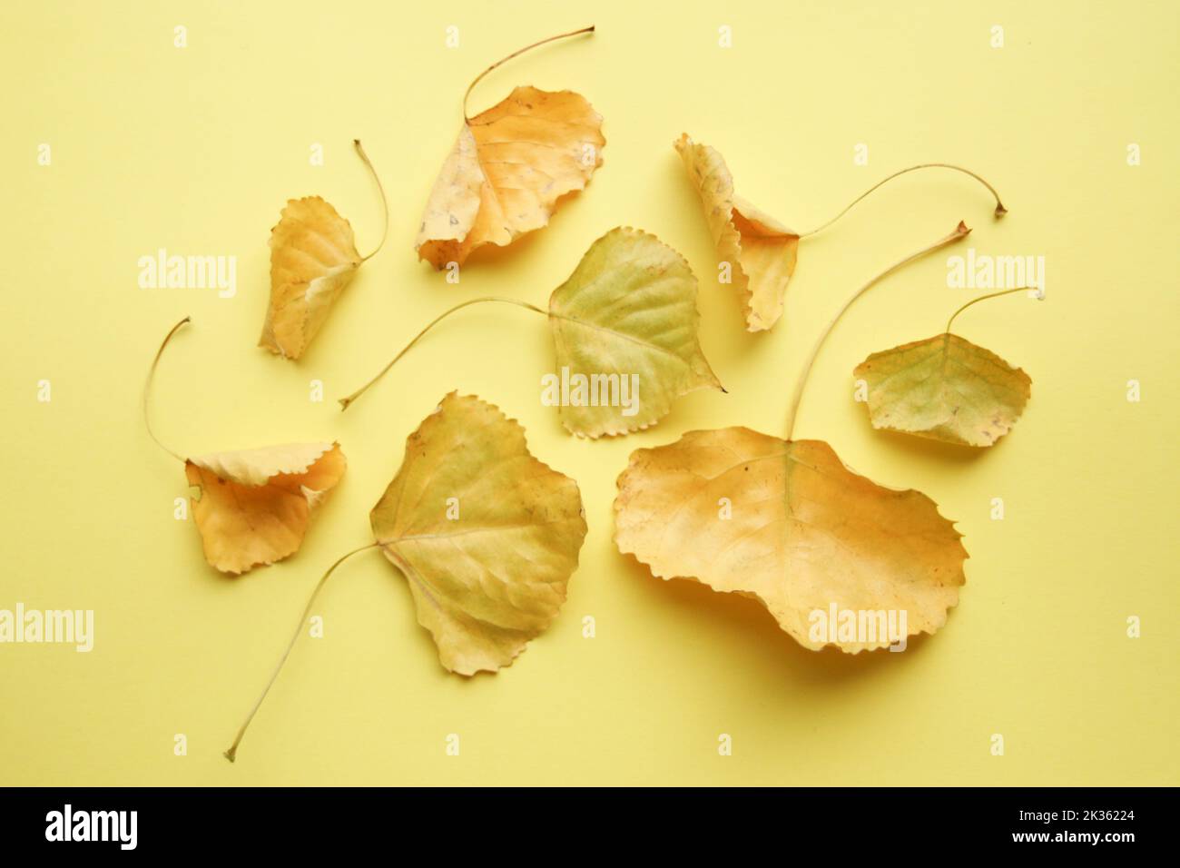 Hello autumn concept. Yellow leaves on a yellow background. Stock Photo