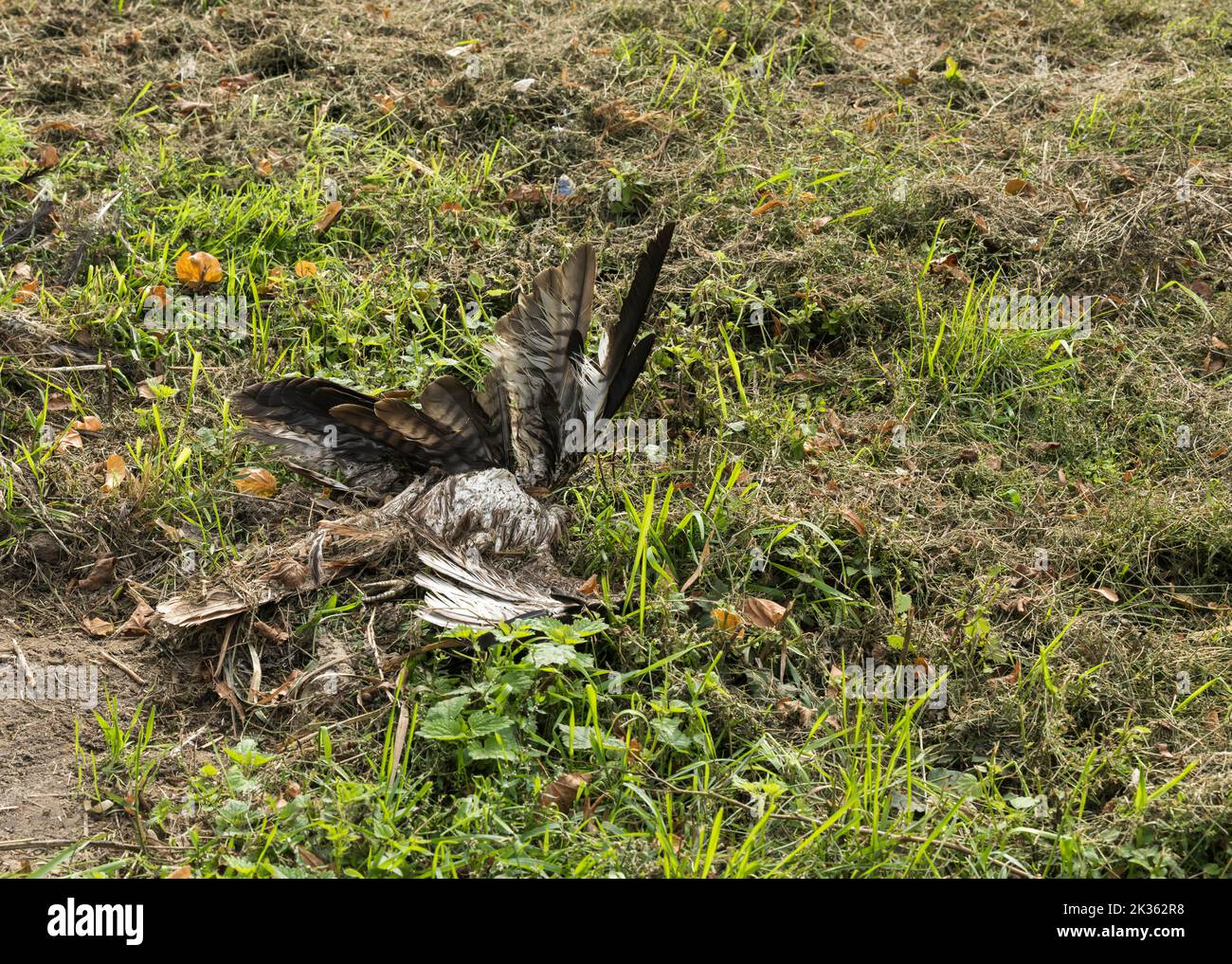 A red kite has become a victim of road traffic Stock Photo