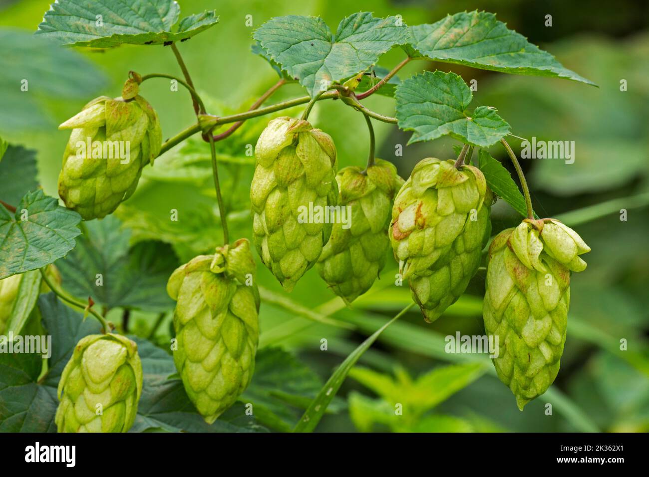 Common hop (Humulus lupulus) female plant showing flower cones / strobili, known as hops in autumn, native to Europe, western Asia and North America Stock Photo
