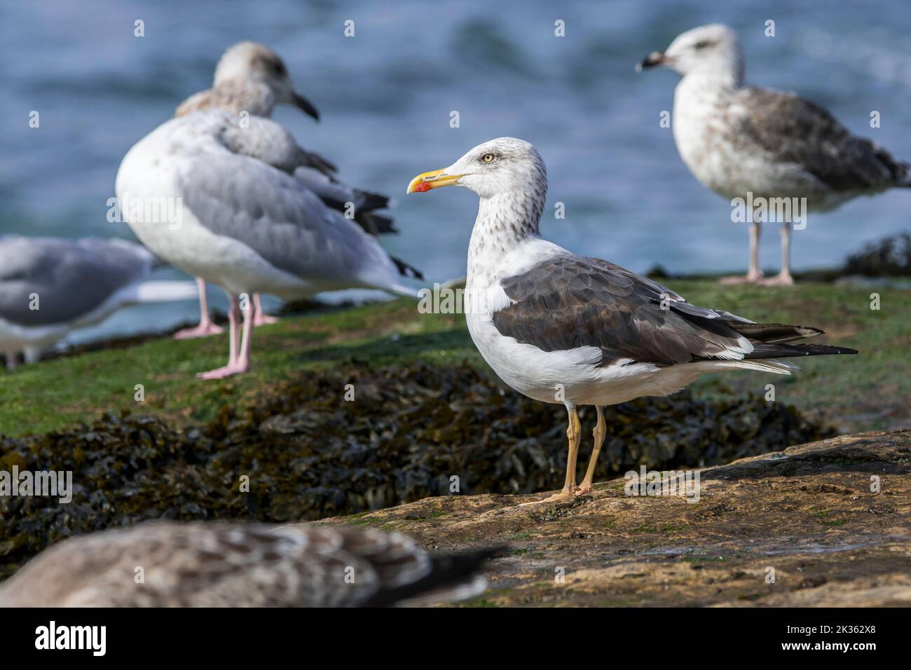 Lesser black-backed gull (Larus fuscus) on rock among European herring gulls along the North Sea coast in early autumn Stock Photo