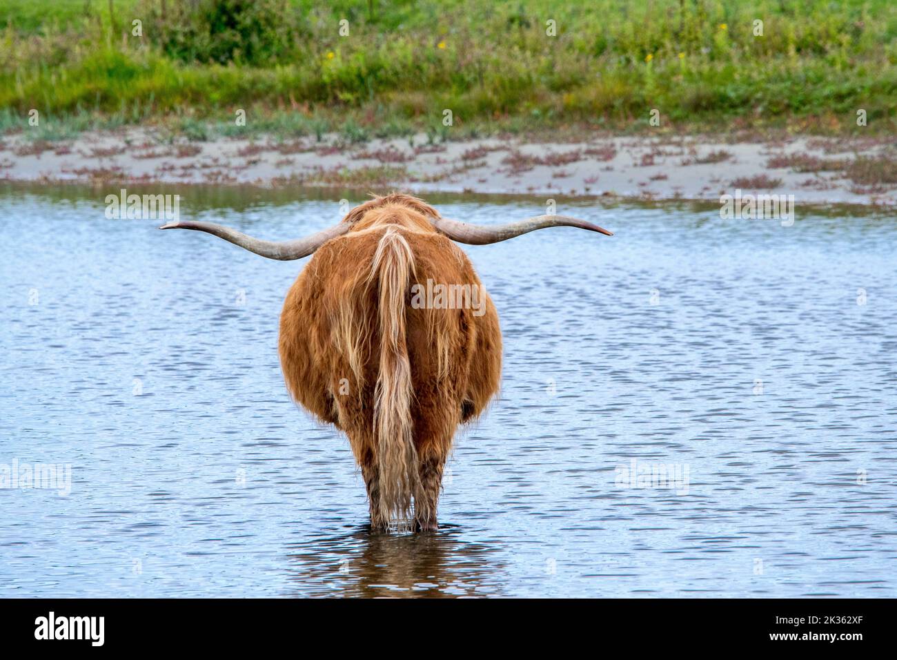 Highland cattle with long horns wading in shallow water of pond Stock Photo