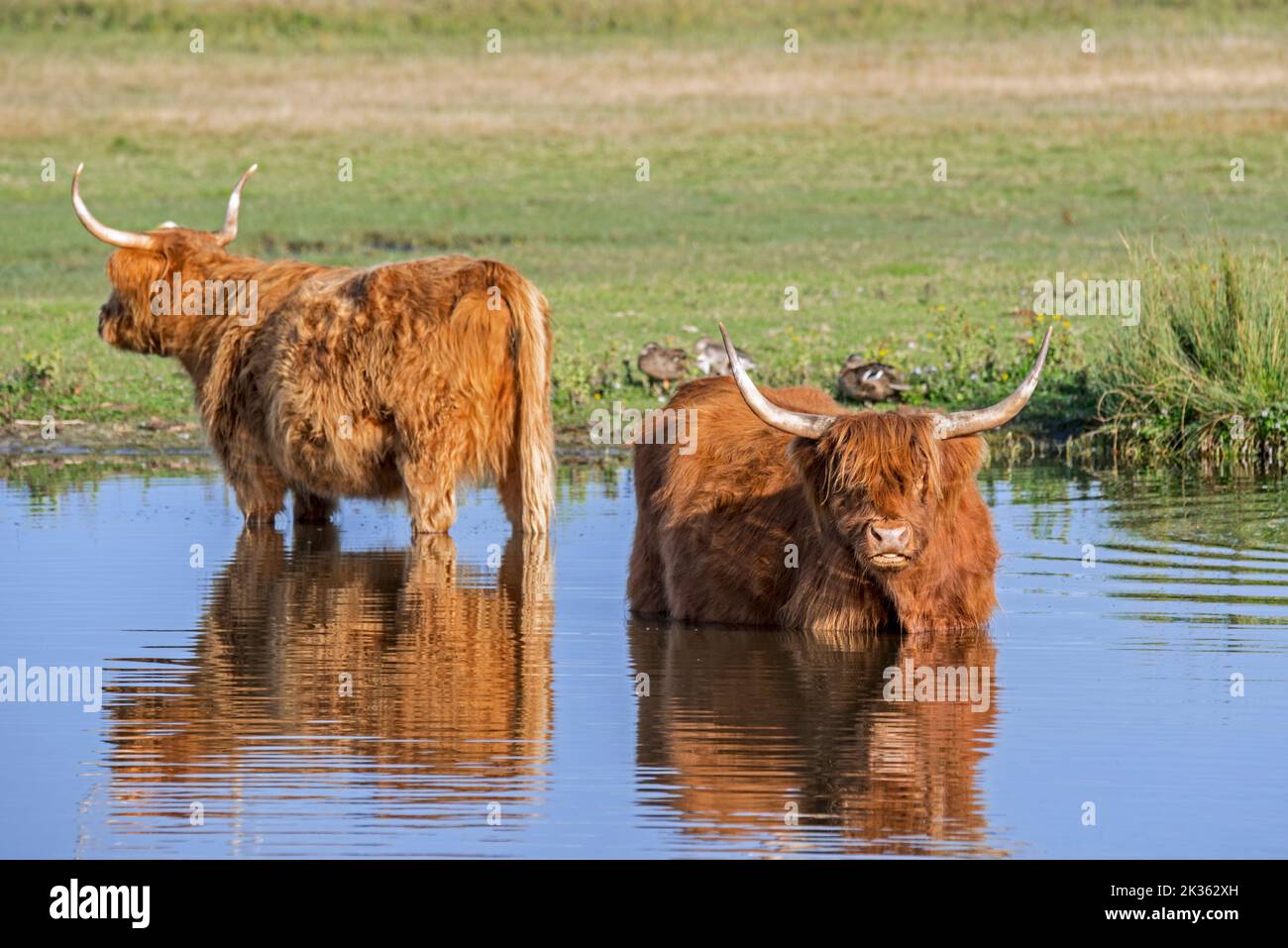 Two Highland cows, Scottish breed of rustic cattle wading in shallow water of pond Stock Photo