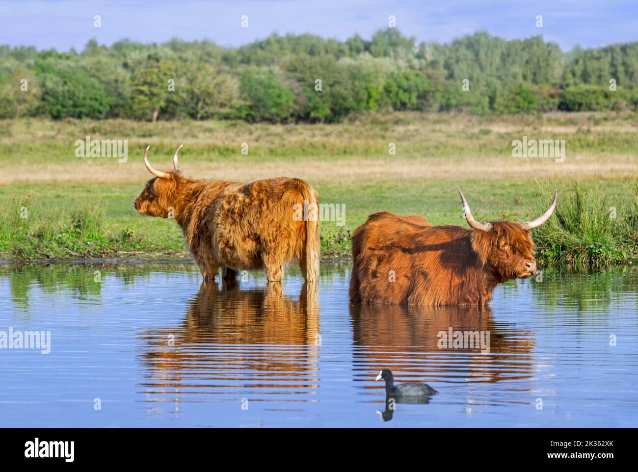 Two Highland cows, Scottish breed of rustic cattle wading in shallow water of pond Stock Photo