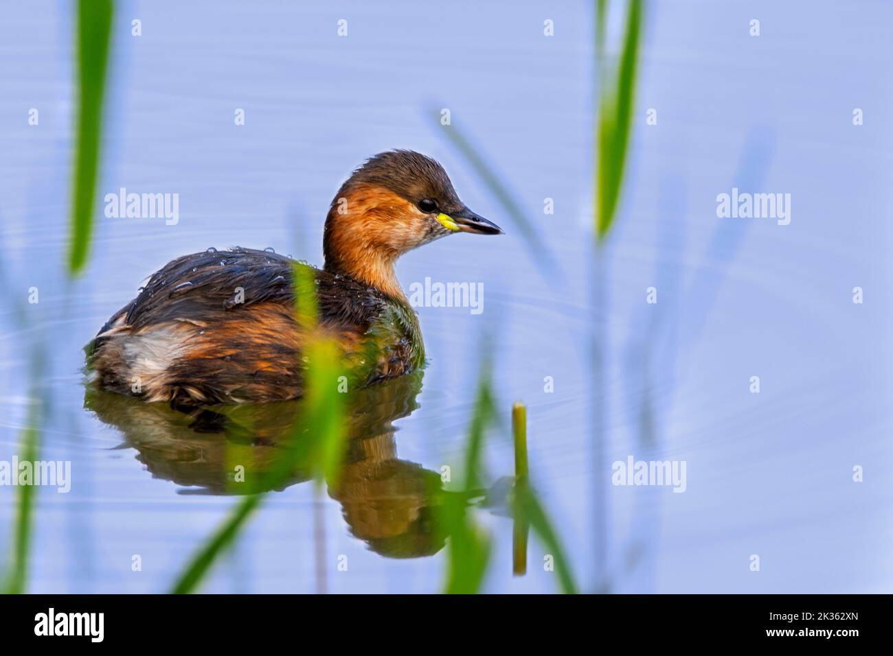 Little grebe / dabchick (Tachybaptus ruficollis / Podiceps ruficollis) in swimming in pond in early autumn / fall Stock Photo
