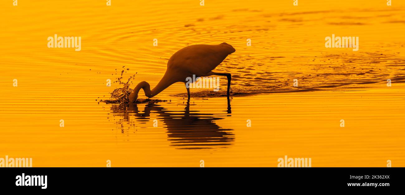 Great white egret / common egret (Ardea alba / Egretta alba) stabbing fish in shallow water of pond at sunset Stock Photo