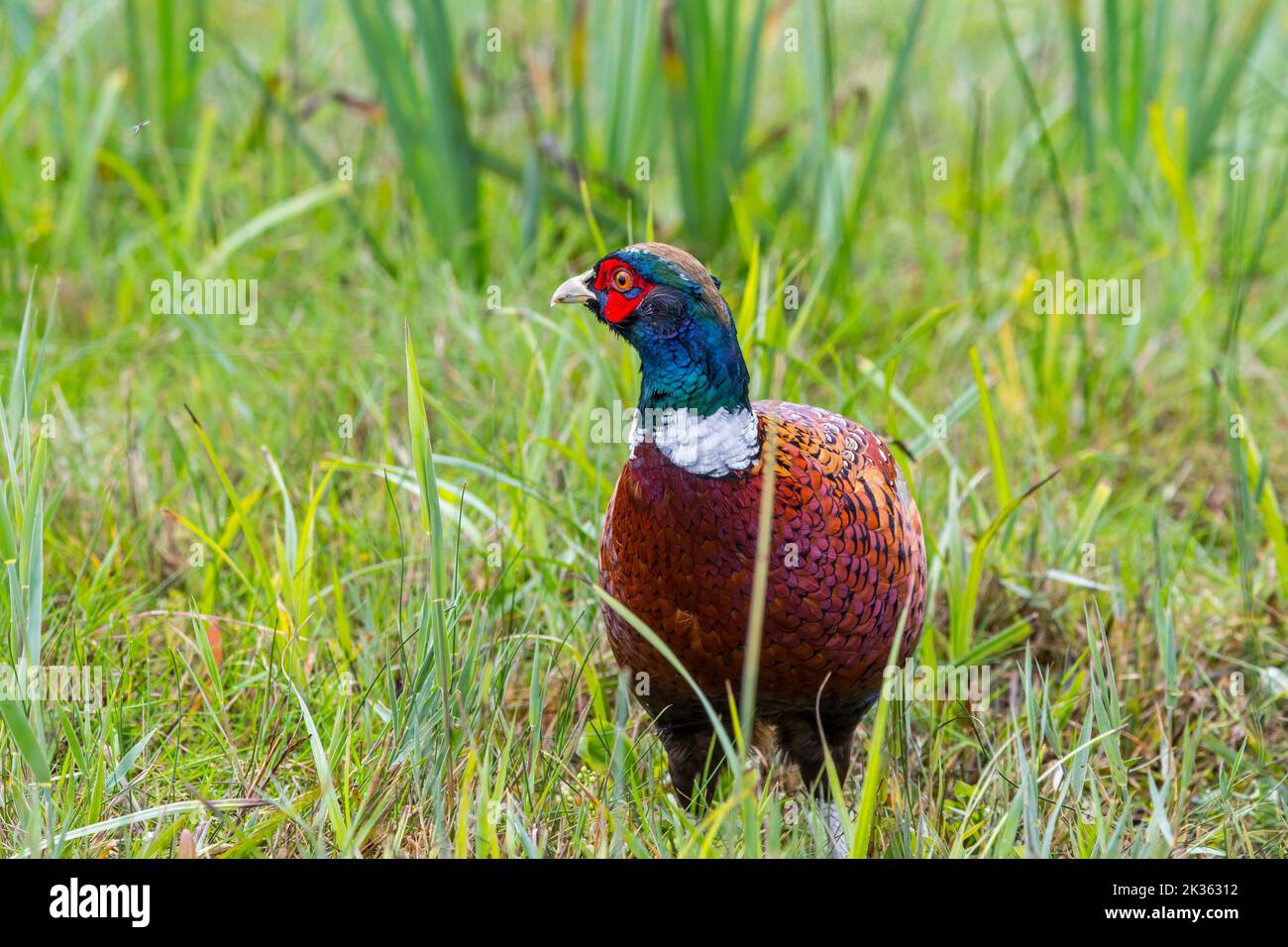 Common pheasant / ring-necked pheasant (Phasianus colchicus) male / cock foraging in meadow / field in autumn Stock Photo