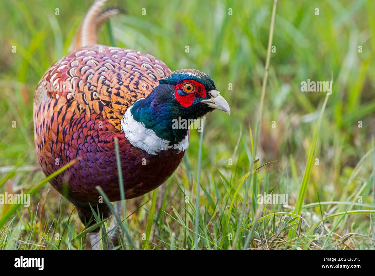 Common pheasant / ring-necked pheasant (Phasianus colchicus) male / cock foraging in meadow / field in autumn Stock Photo