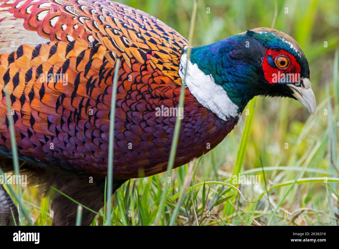 Common pheasant / ring-necked pheasant (Phasianus colchicus) male / cock foraging in meadow / field in autumn Stock Photo