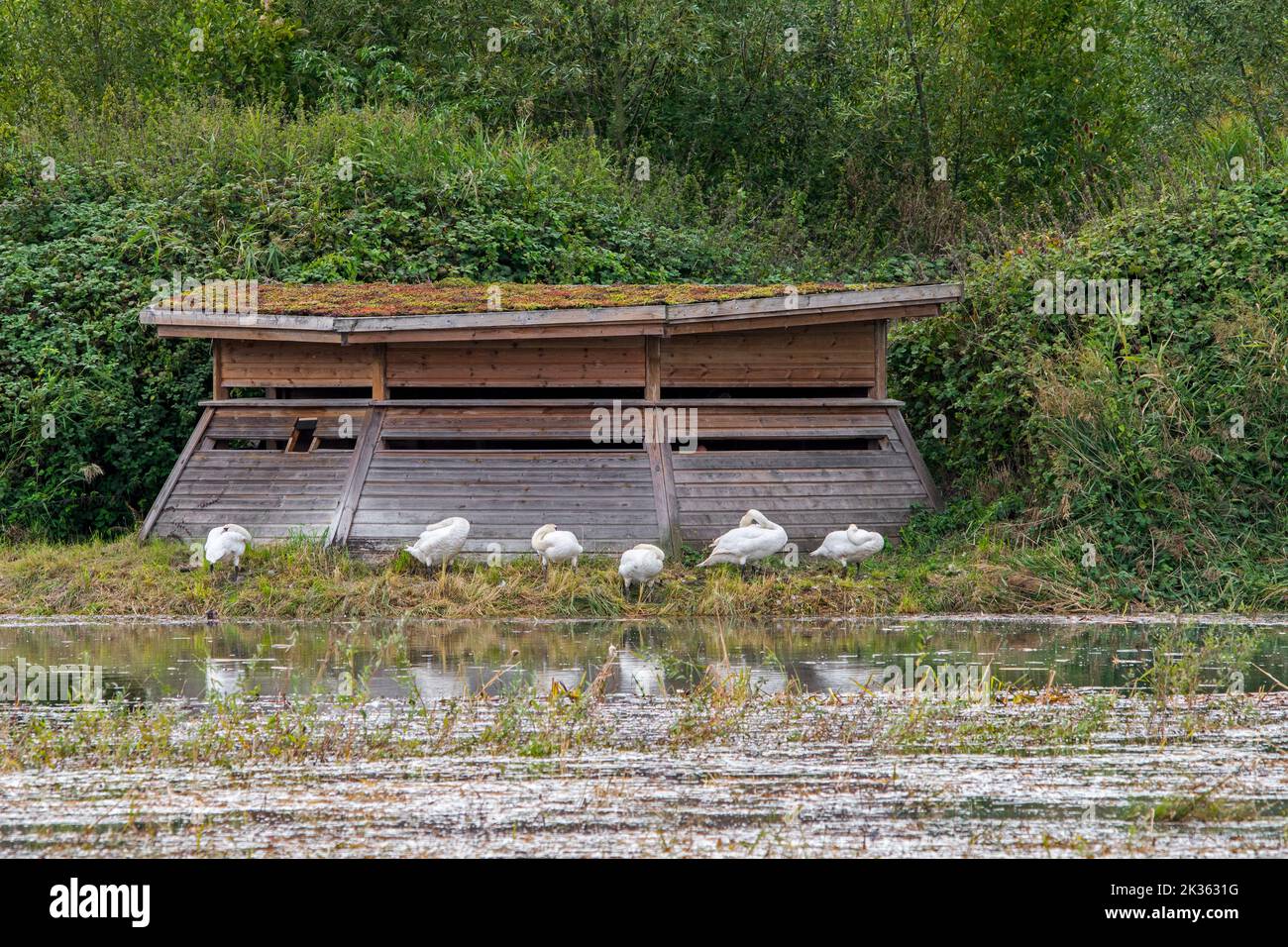 Mute swans (Cygnus olor) in front of  bird hide / bird blind at the Réserve ornithologique Baie de Somme Grand-Laviers, Hauts-de-France, Somme, France Stock Photo