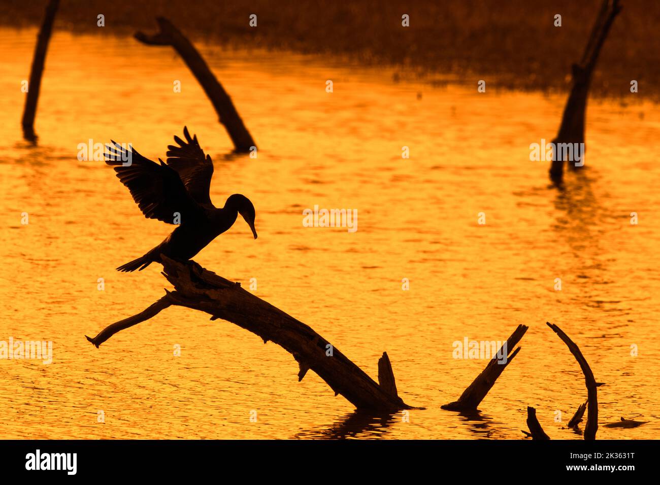 Great cormorant (Phalacrocorax carbo) perched on dead tree trunk in lake stretching wings for drying silhouetted at sunset, Bay of the Somme, France Stock Photo