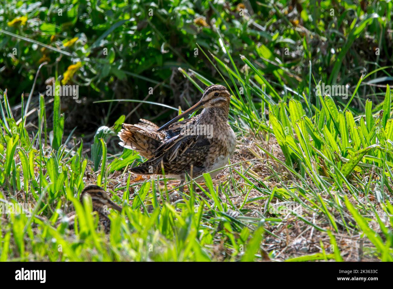 Common snipe (Gallinago gallinago) preening tail feathers with beak, hidden in grassland due to camouflage colours in autumn / fall Stock Photo