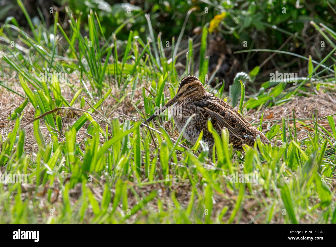 Common snipe (Gallinago gallinago) hidden in grassland / meadow, showing camouflage colours in autumn / fall Stock Photo