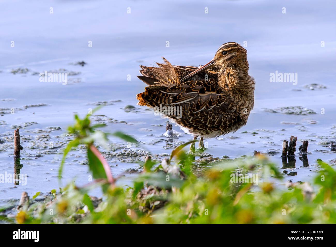 Common snipe (Gallinago gallinago) preening feathers in shallow water of lake / pond Stock Photo