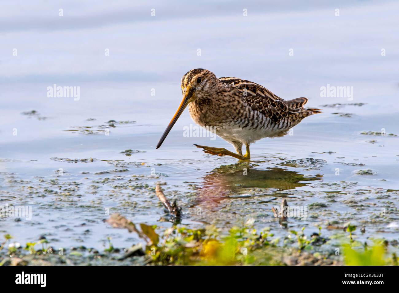 Common snipe (Gallinago gallinago) foraging in shallow water by probing soft mud at mudflat along the North Sea coast Stock Photo