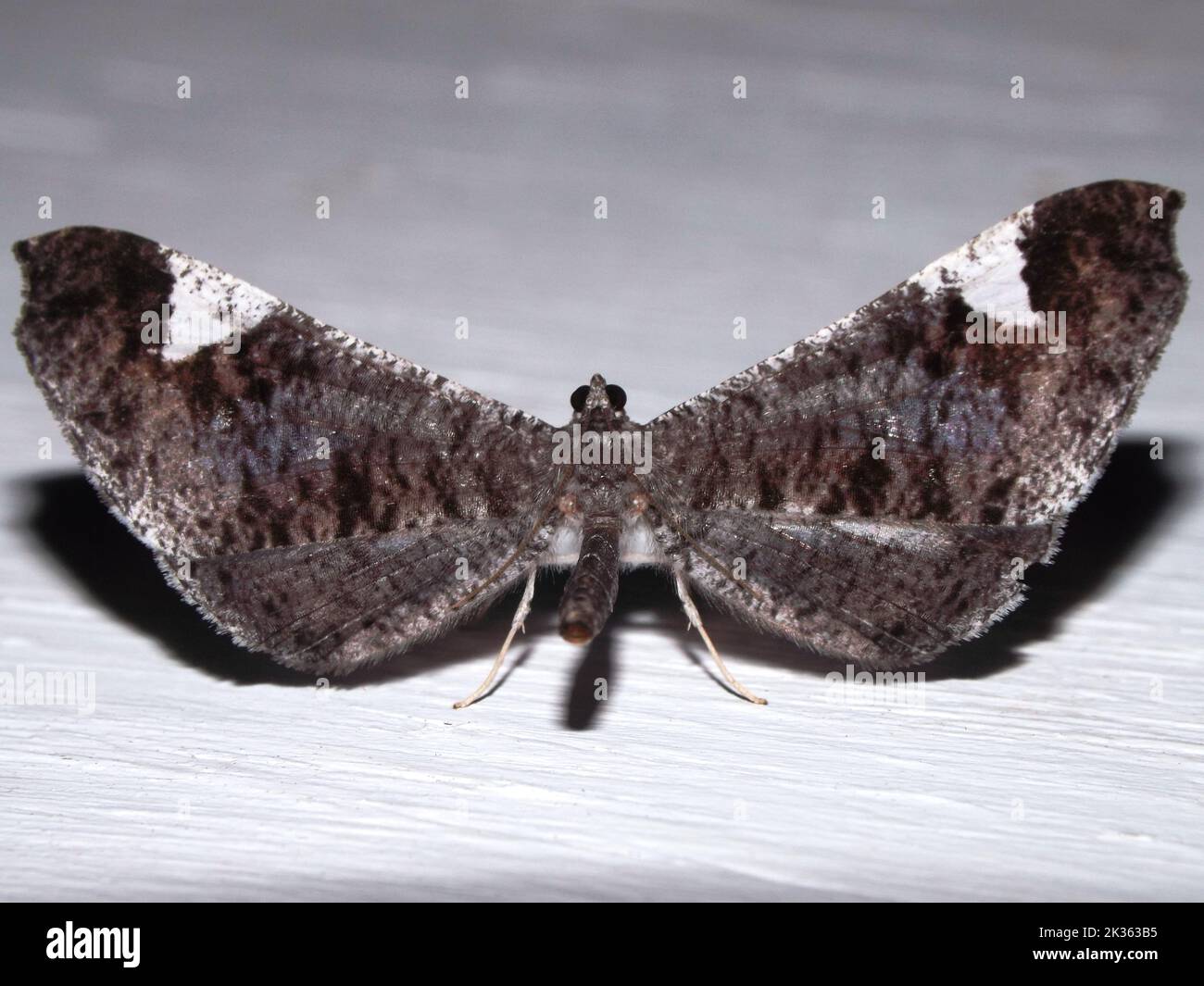 Macrosoma Insect American moth butterfly (family Hedylidae) - Macrosoma species isolated ...