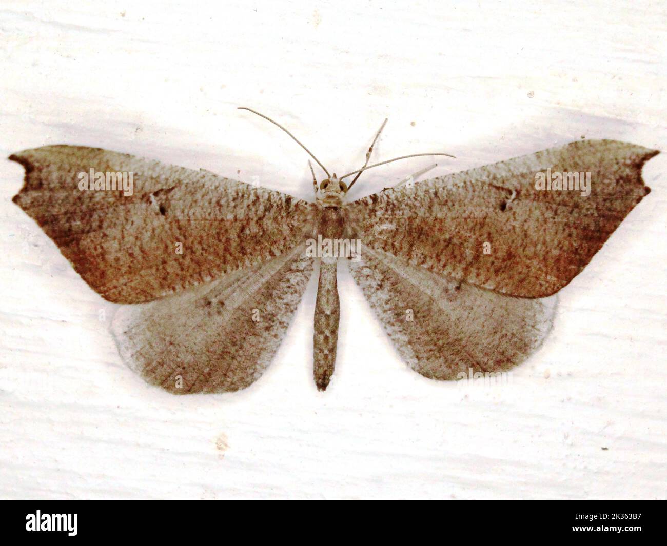 Macrosoma Insect American moth butterfly (family Hedylidae) Macrosoma rubedinaria ...