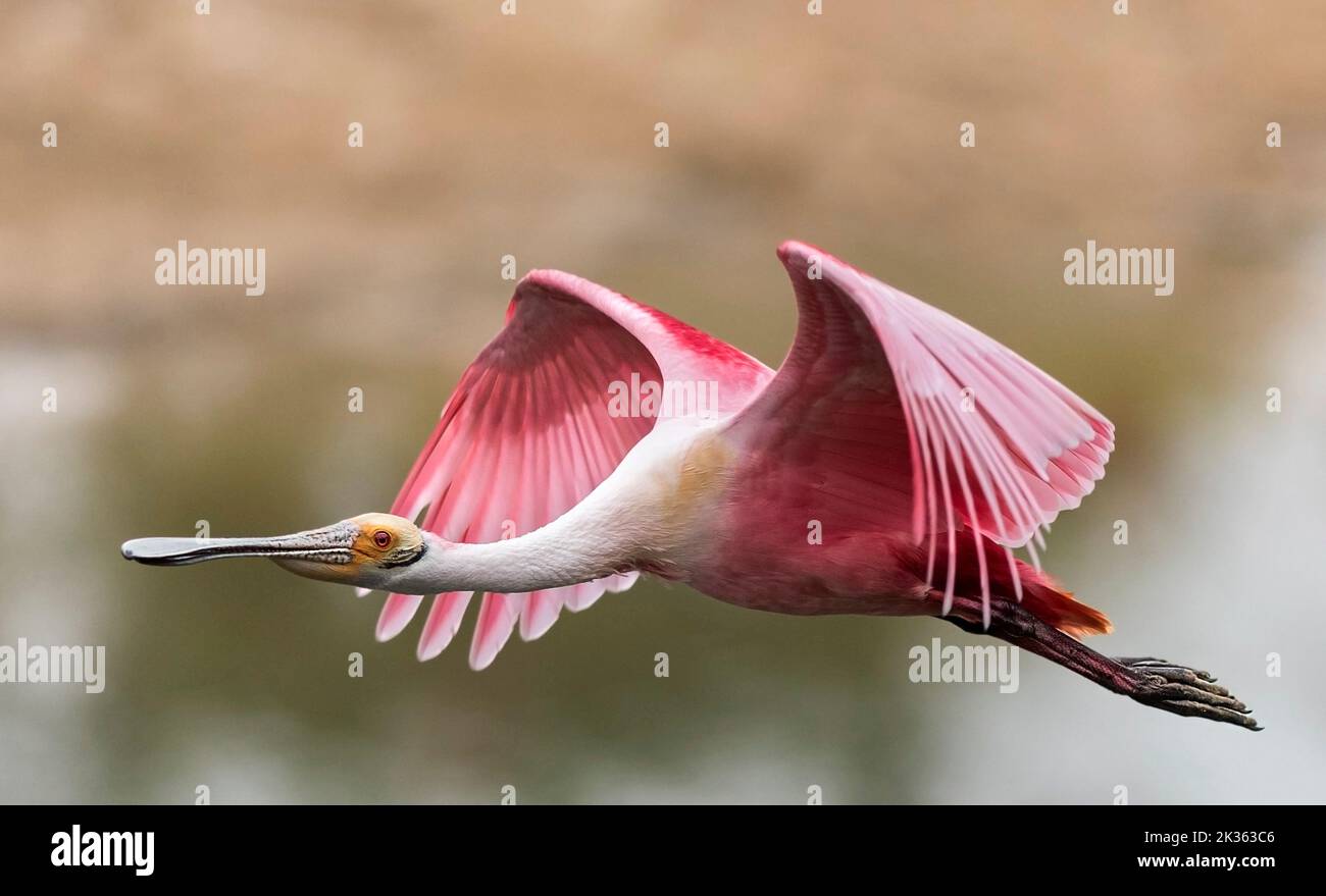 Quest for Nest Material Stock Photo Alamy