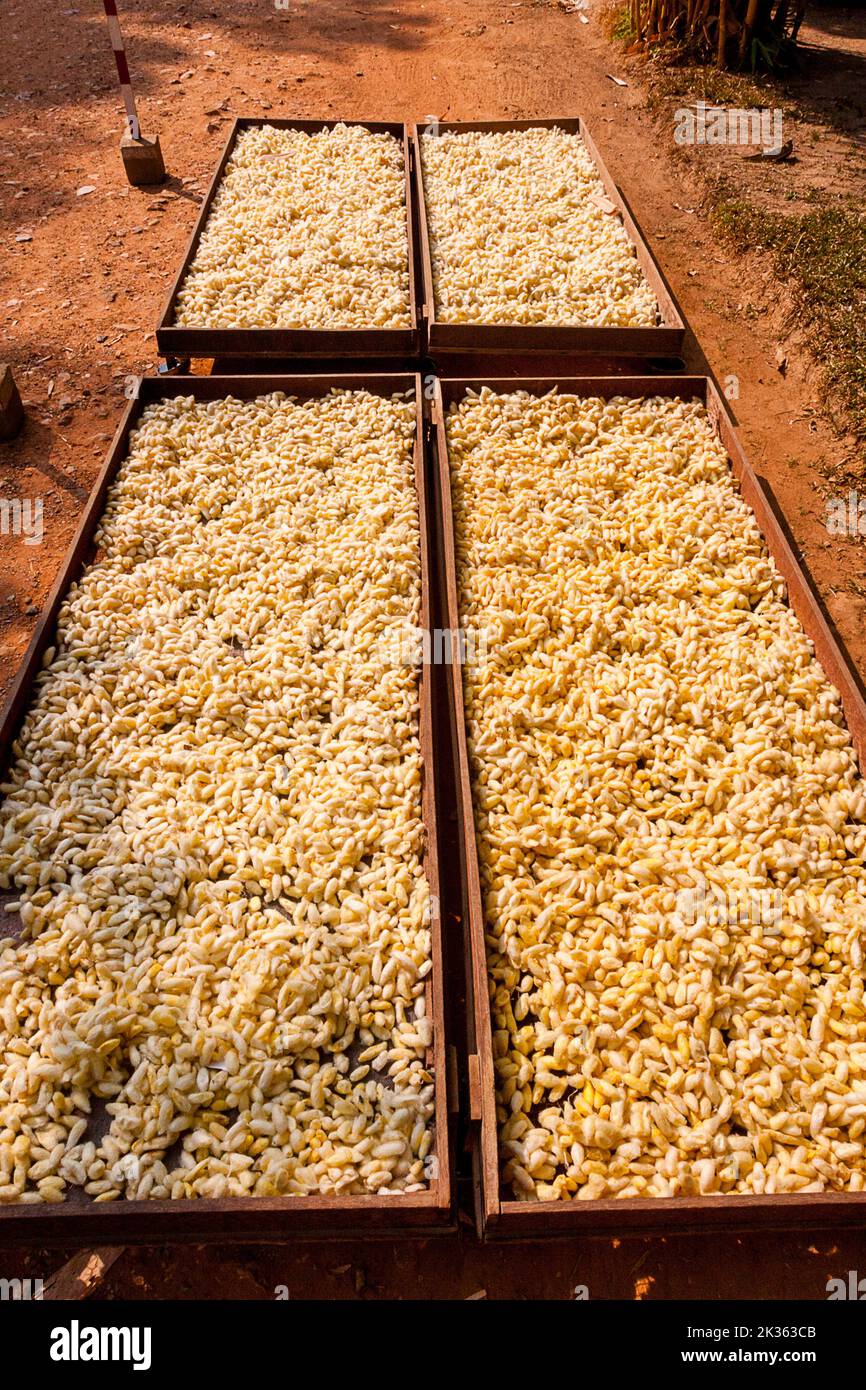 Tourists in Cambodia see the trays with silk worms in the sun on the tours in Siem Reap. Stock Photo