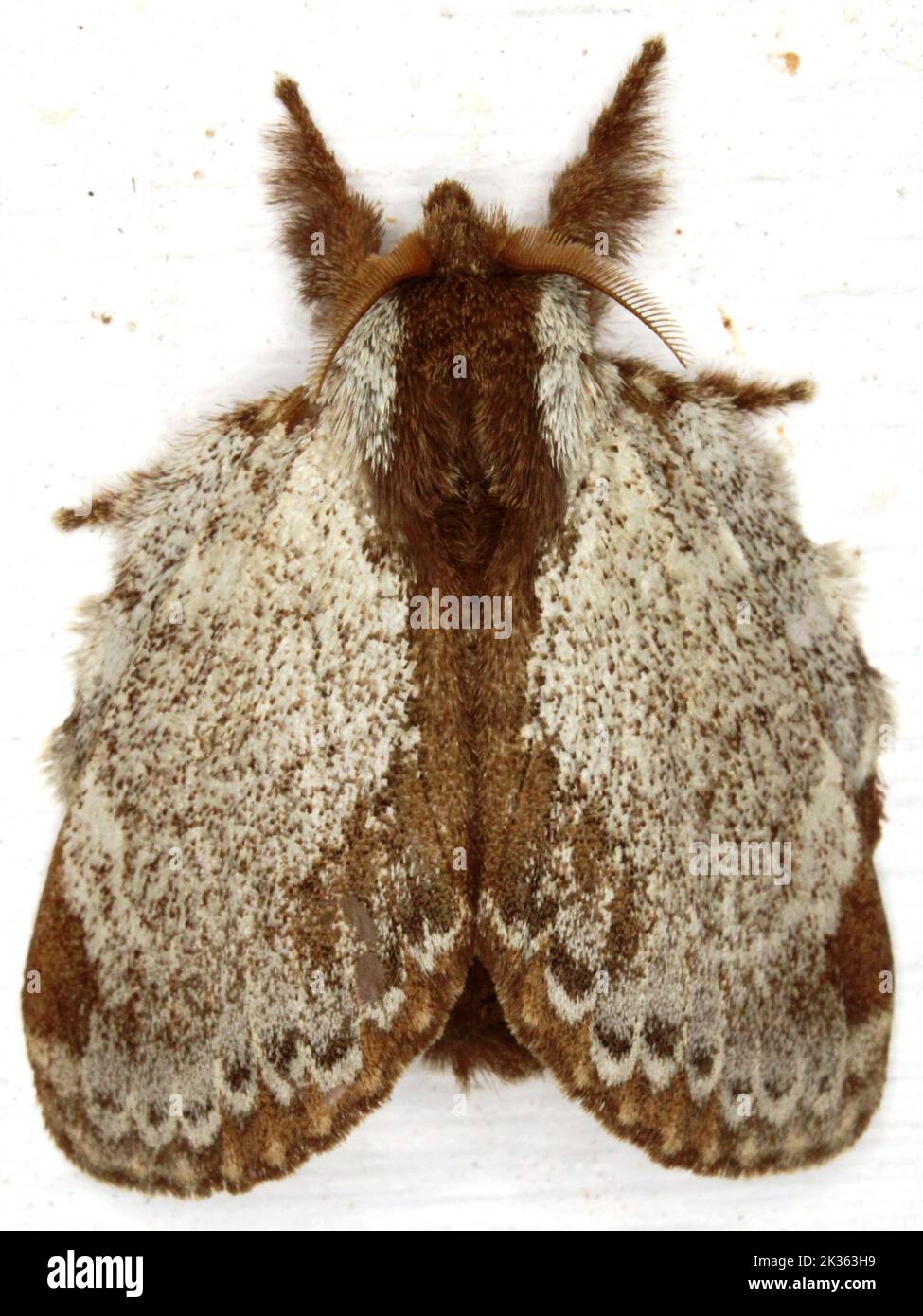 Lappet moth (family Lasiocampidae) indeterminate species isolated on a white background Stock Photo