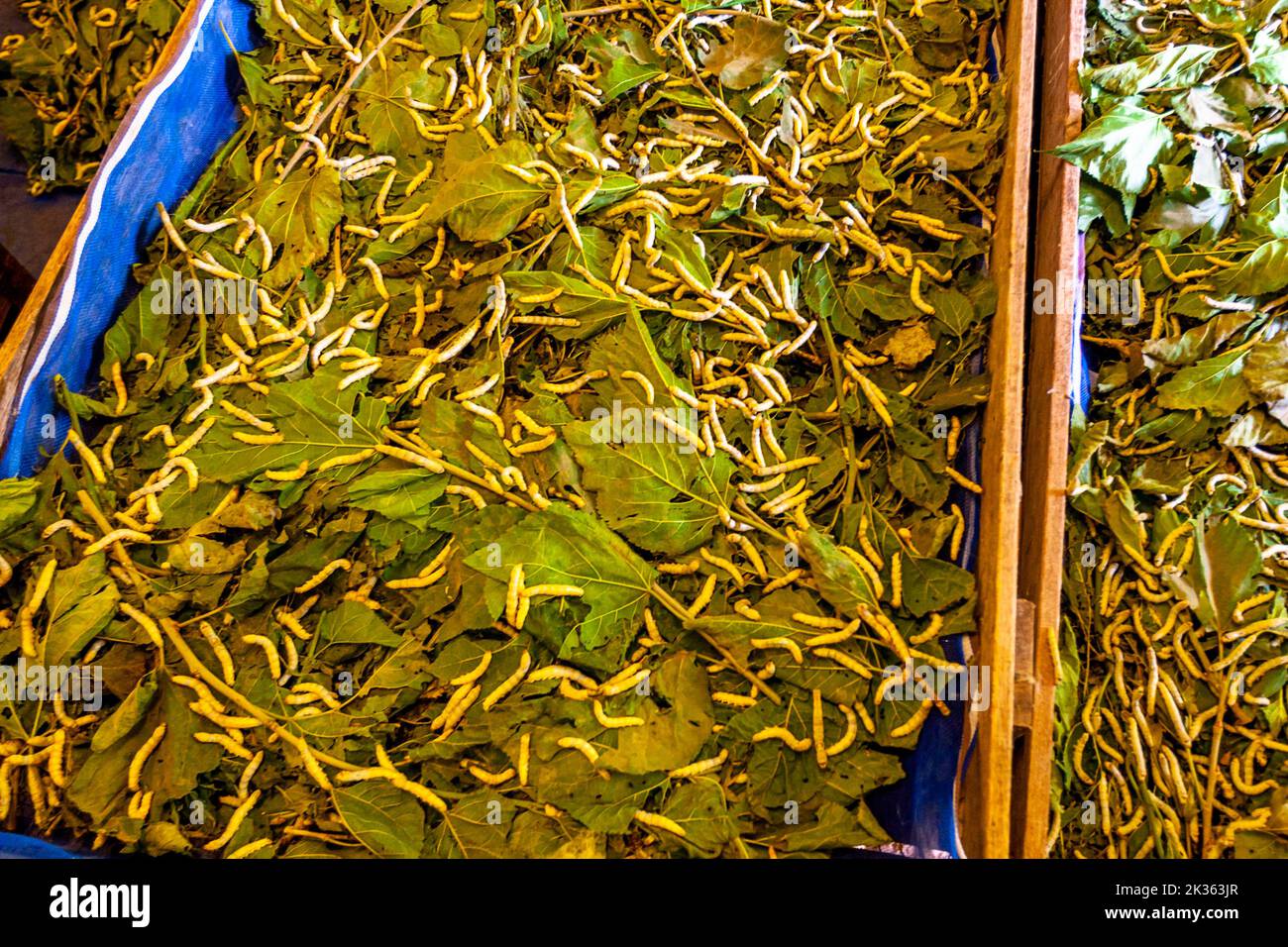 Silkworms at the silkworm factory in Siem Reap are eating mulberry