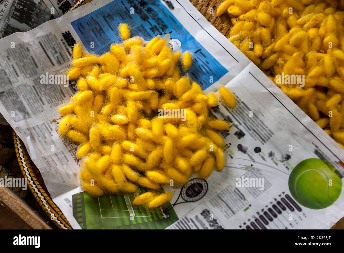 A pile of silk cacoons in a newspaper. (news print is blurred out) Stock Photo