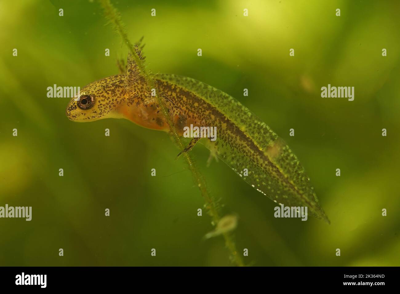 Closeup on an aquatic larvae with gills of the Carpathian newt, Lissotriton montandoni in green waterweeds Stock Photo