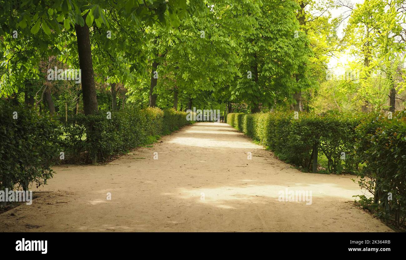 Route along the park's walking path for exercise. Green trees in the park. Park alley Stock Photo