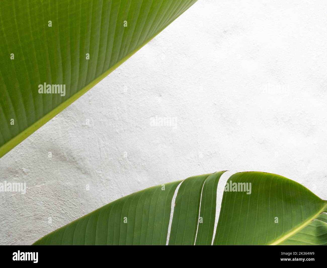 Natural frame with palm leave in a white stucco wall background. Tropical plant. Concept of naturalness. Stock Photo