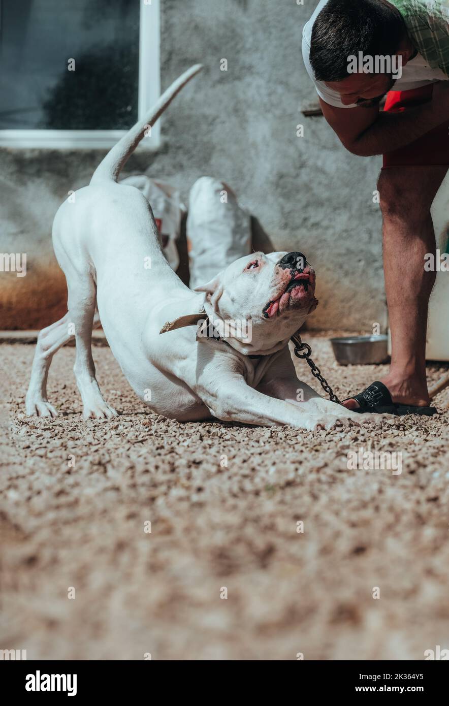 Dog Dogo Argentino - Argentinian Mastiff. A beautiful white dog sits at the command of the owner. Pet for a walk. Close-up. Stock Photo