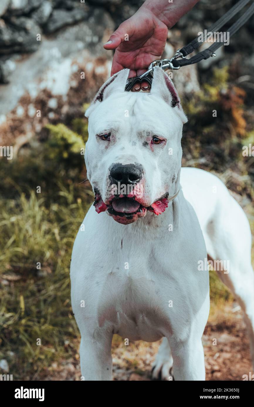 Dogo argentino hi-res stock photography and images - Page 3 - Alamy