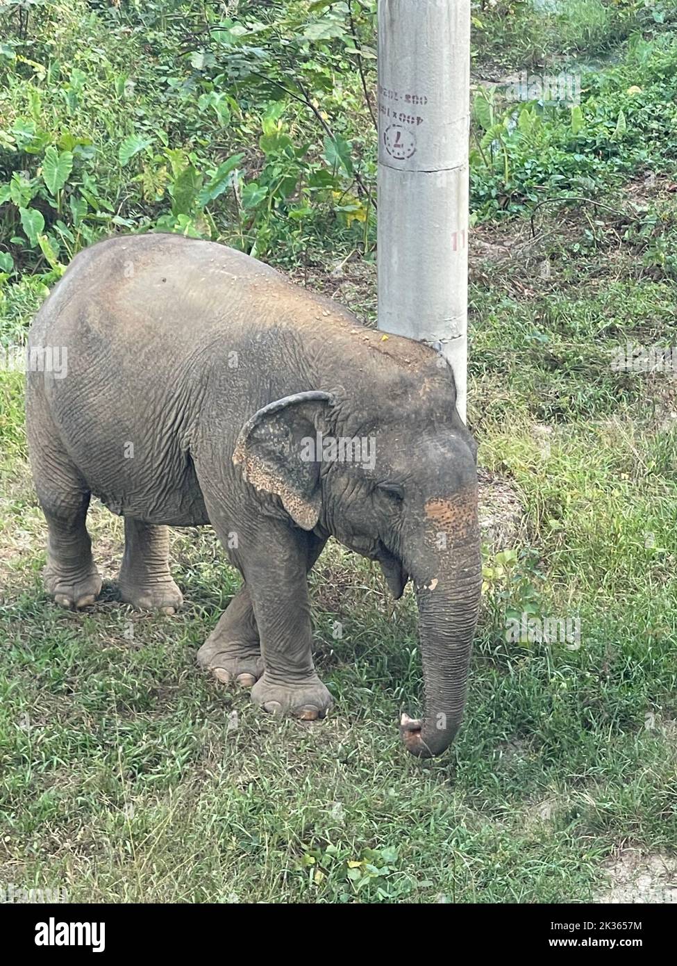 Asian elephants in Thailand Stock Photo