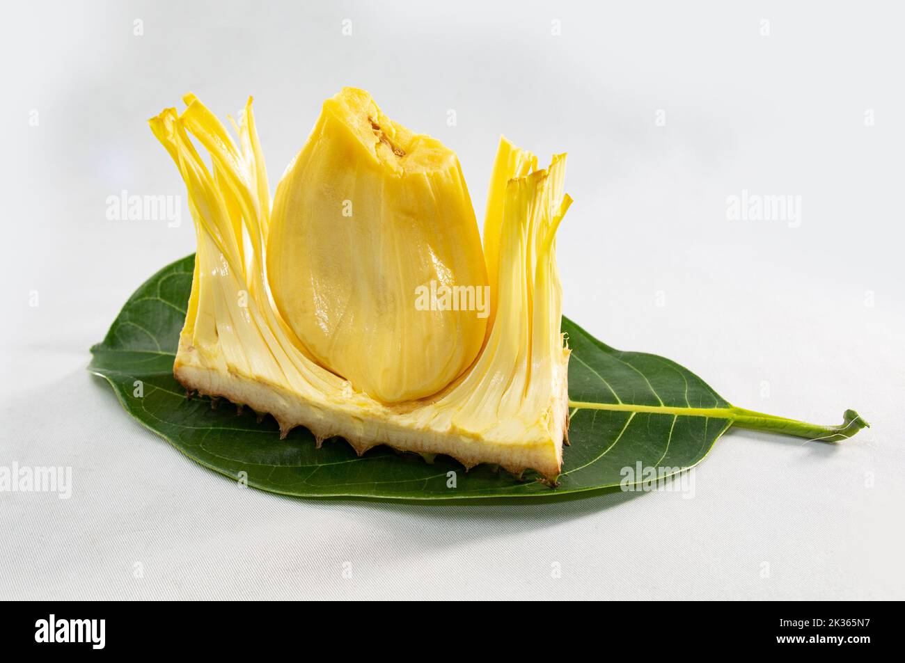 Single core of jackfruit displayed on jackfruit leave on white background. A popular summer fruit in Asia. Stock Photo