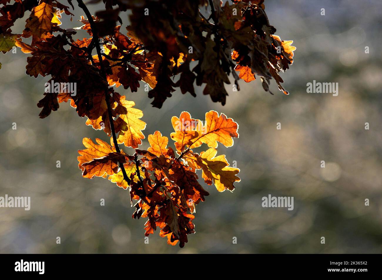 Autumn leaves backlit  by morning light, Bavaria,  Germany Stock Photo