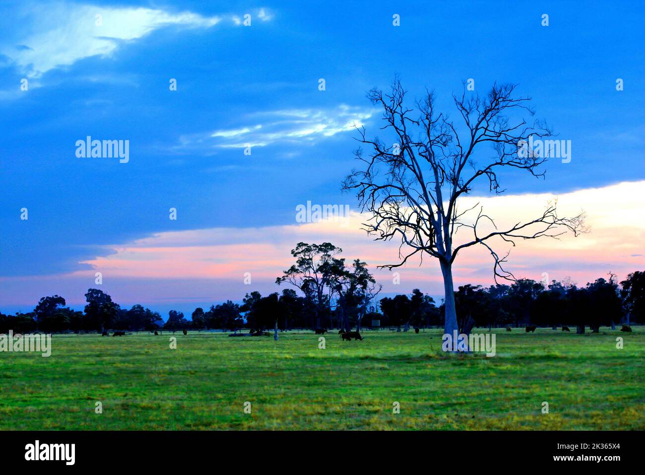 Dead tree and farmland in early morning light, Pinjarra, Southwest Australia Stock Photo