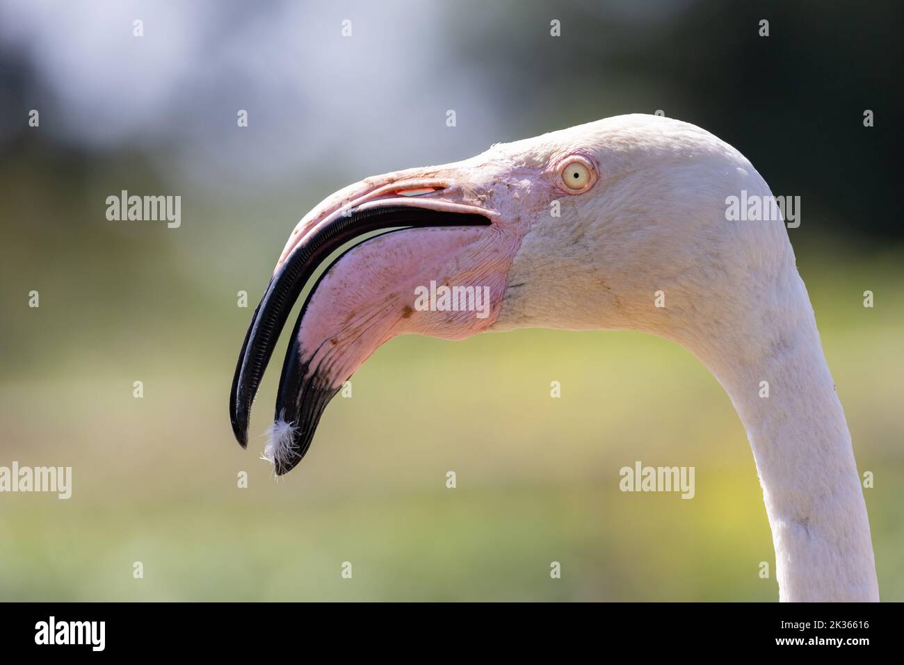 Chilean Flamingo [ Phoenicopterus chilensis ] Head shot, in Wildfowl & Wetlands Trust at Slimbridge, Gloucestershire, UK Stock Photo