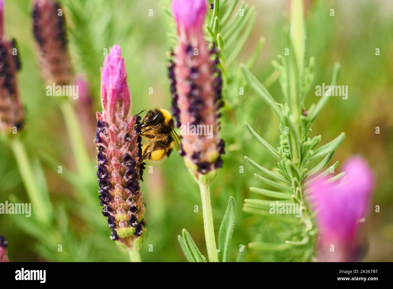 Bee pollinating Lavandula stoechas L. Stock Photo