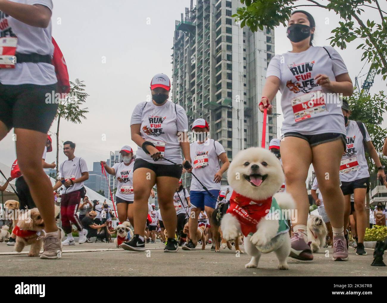 Pasig City, Philippines. 25th Sep, 2022. Dogs run with their owners during the 'Run Fur Life' marathon in Pasig City, the Philippines, Sept. 25, 2022. The 'Run Fur Life' is a fundraising event for the benefit of maltreated, abandoned, and homeless dogs and also aims to promote animal welfare and responsible pet ownership. Credit: Rouelle Umali/Xinhua/Alamy Live News Stock Photo