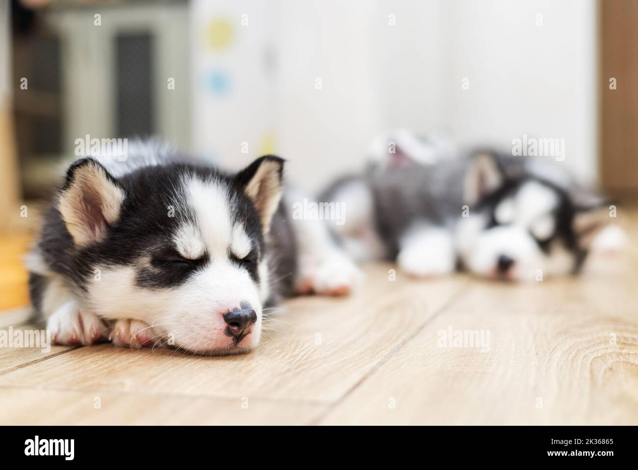 can husky puppies sleep outside