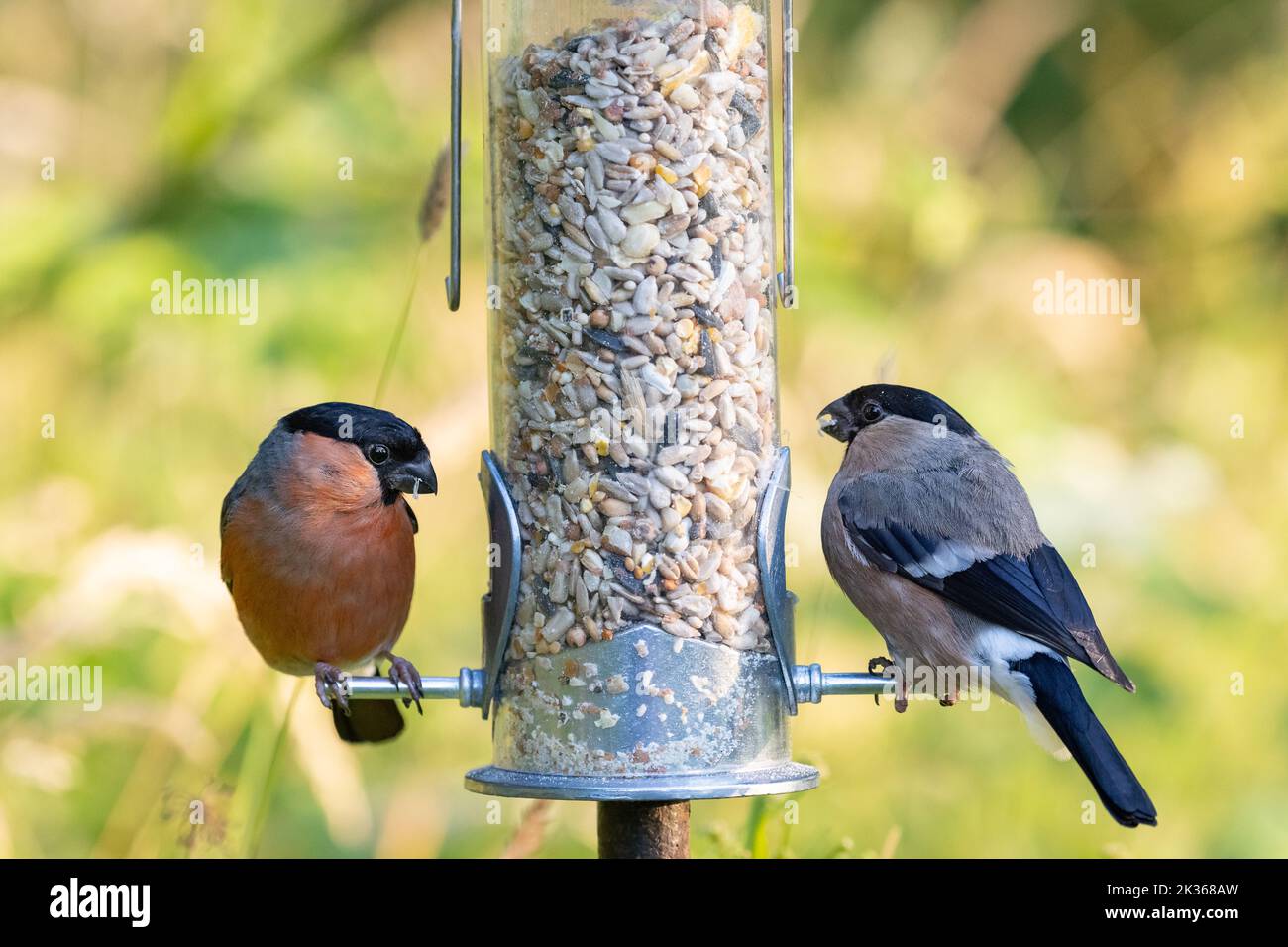Male and Female Bullfinch [ Pyrrhula pyrrhula ] feeding on garden seed feeder Stock Photo