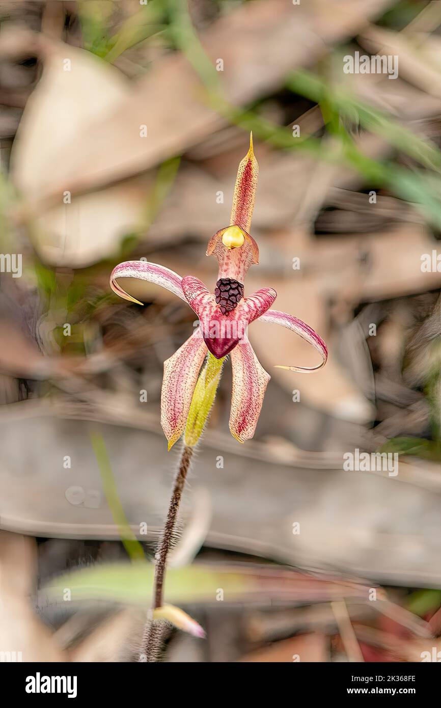 Caladenia cardiochila, Heart-lipped Spider Orchid Stock Photo