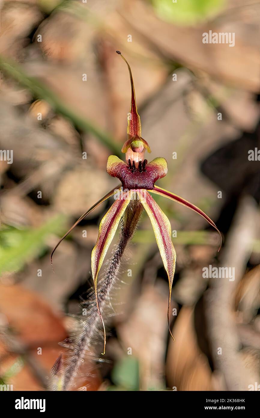 Caladenia clavigera, Plain-lipped Spider Orchid Stock Photo