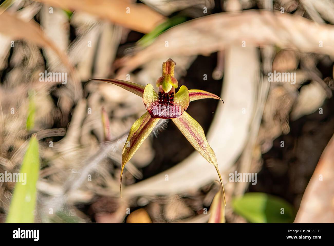 Caladenia clavigera, Plain-lipped Spider Orchid Stock Photo