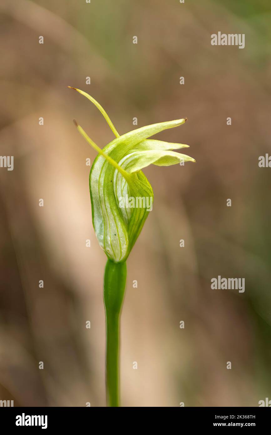 Pterostylis alpina, Mountain Greenhood Stock Photo