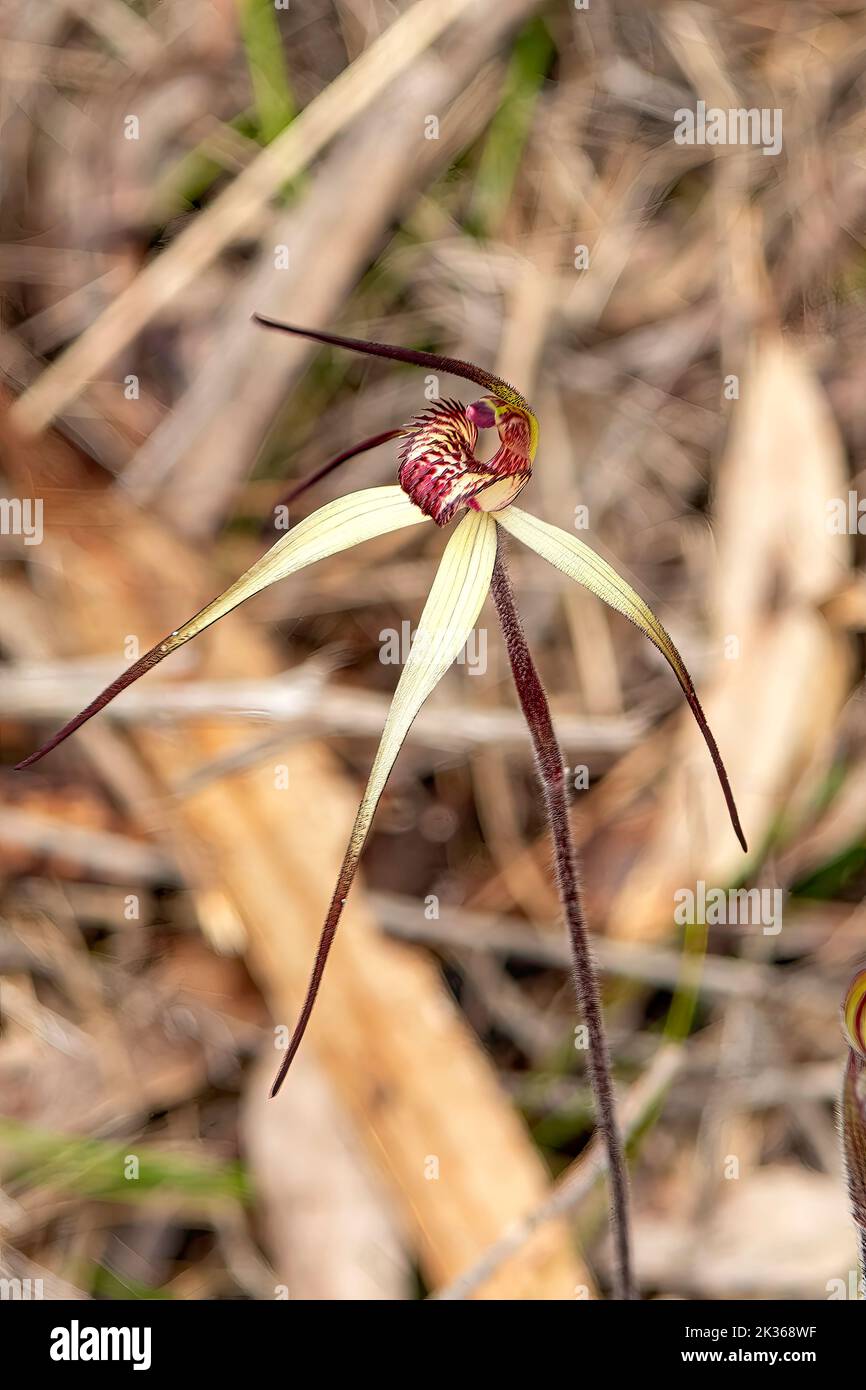 Caladenia oenochila, Wine-lipped Spider-orchid Stock Photo