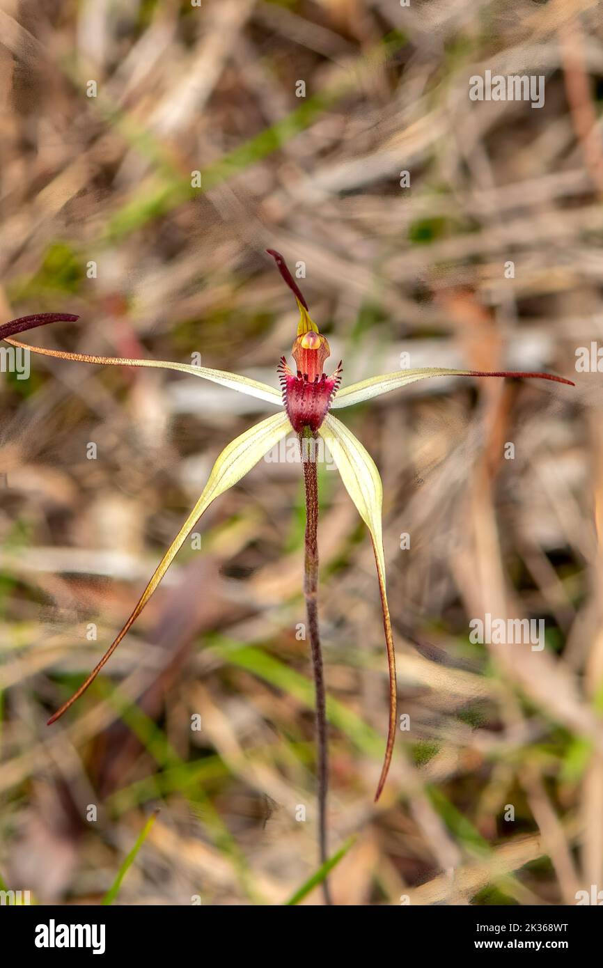 Caladenia oenochila, Wine-lipped Spider-orchid Stock Photo